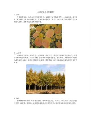 北京地区彩叶植物