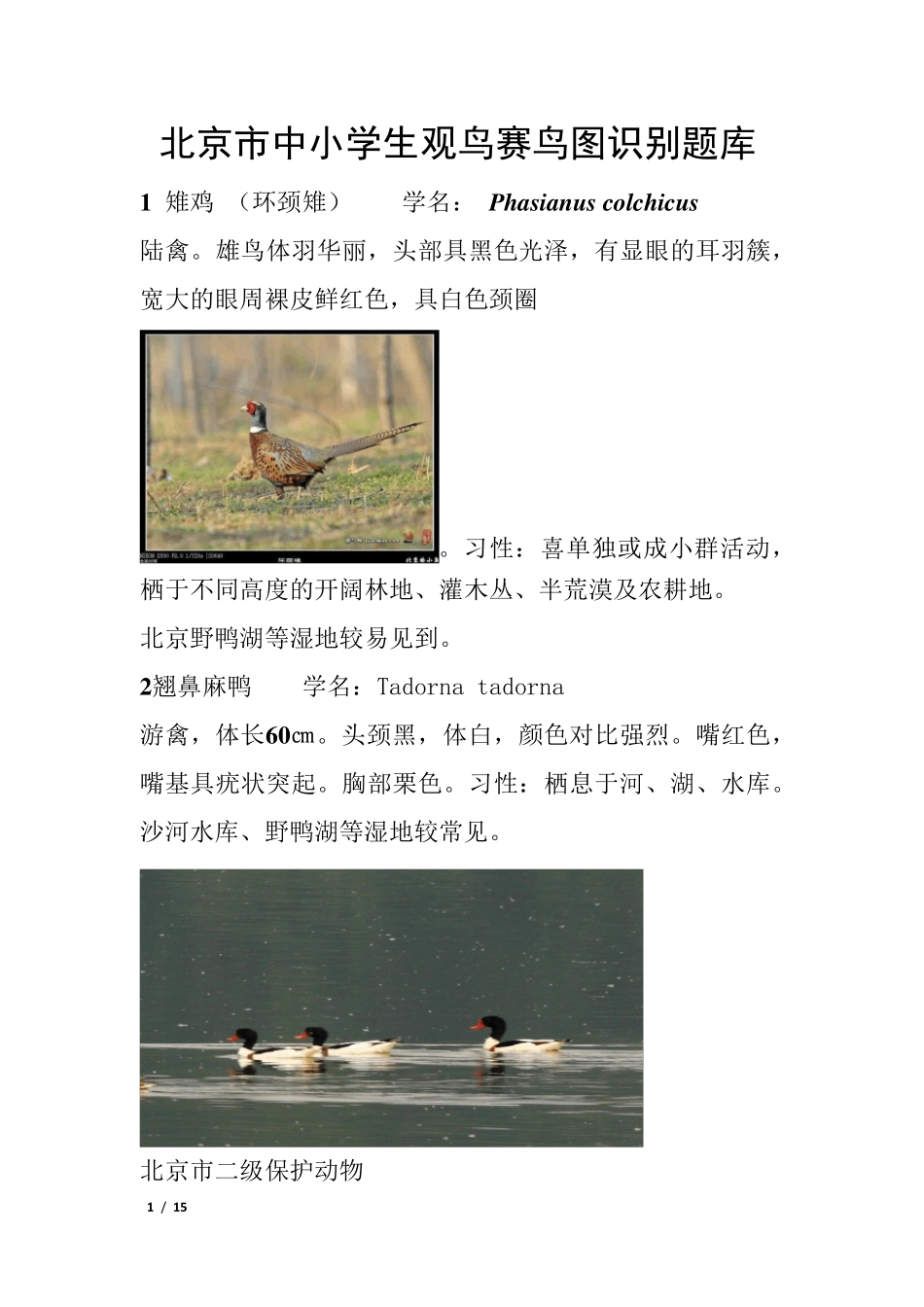 北京常见鸟图_第1页