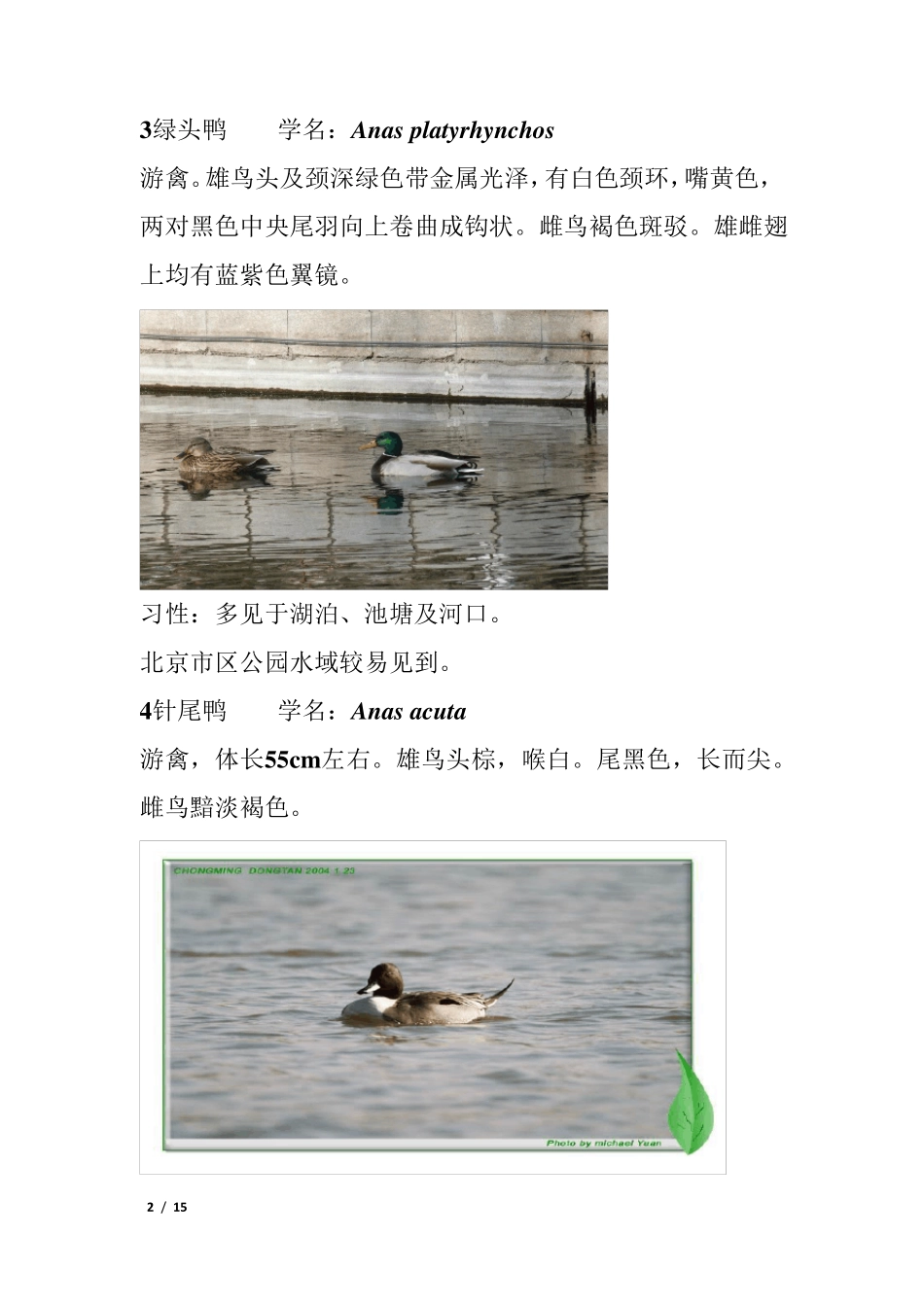 北京常见鸟图_第2页