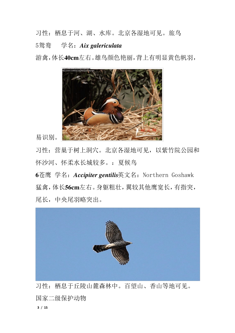 北京常见鸟图_第3页