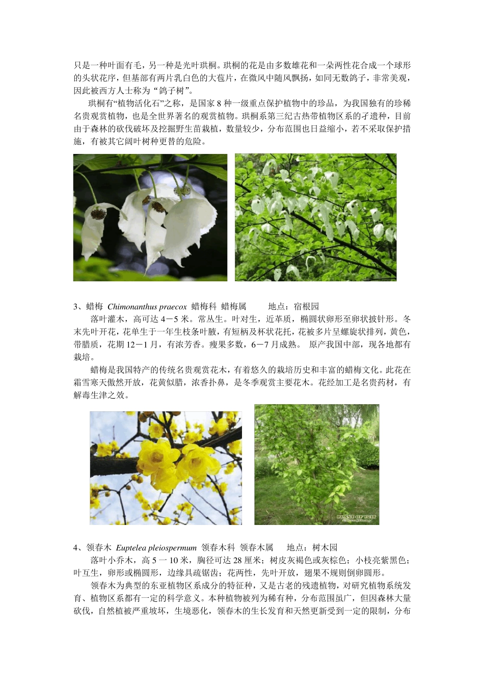 北京植物园园区内珍稀植物d_第2页