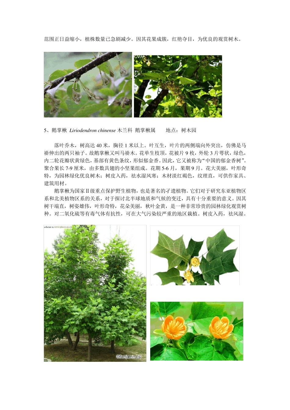 北京植物园园区内珍稀植物d_第3页