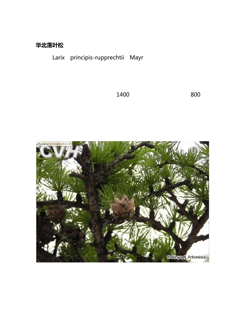 北方园林绿化常用树种PDF_第3页