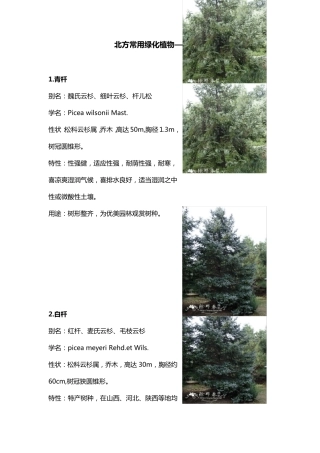 北方园林绿化常用植物乔木