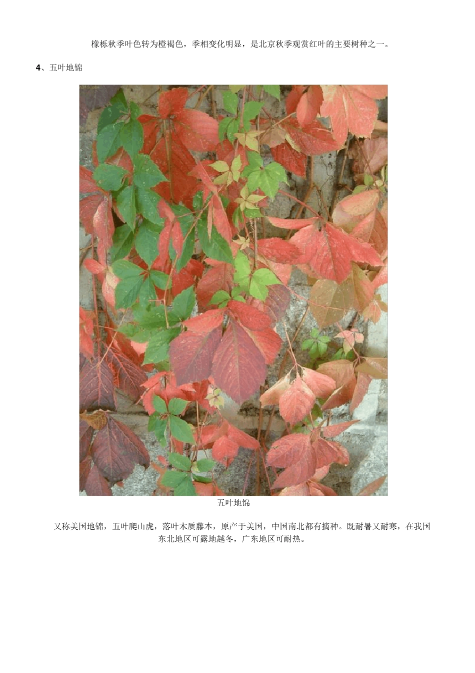 北方常用园林观赏植物名称与图片介绍_第2页