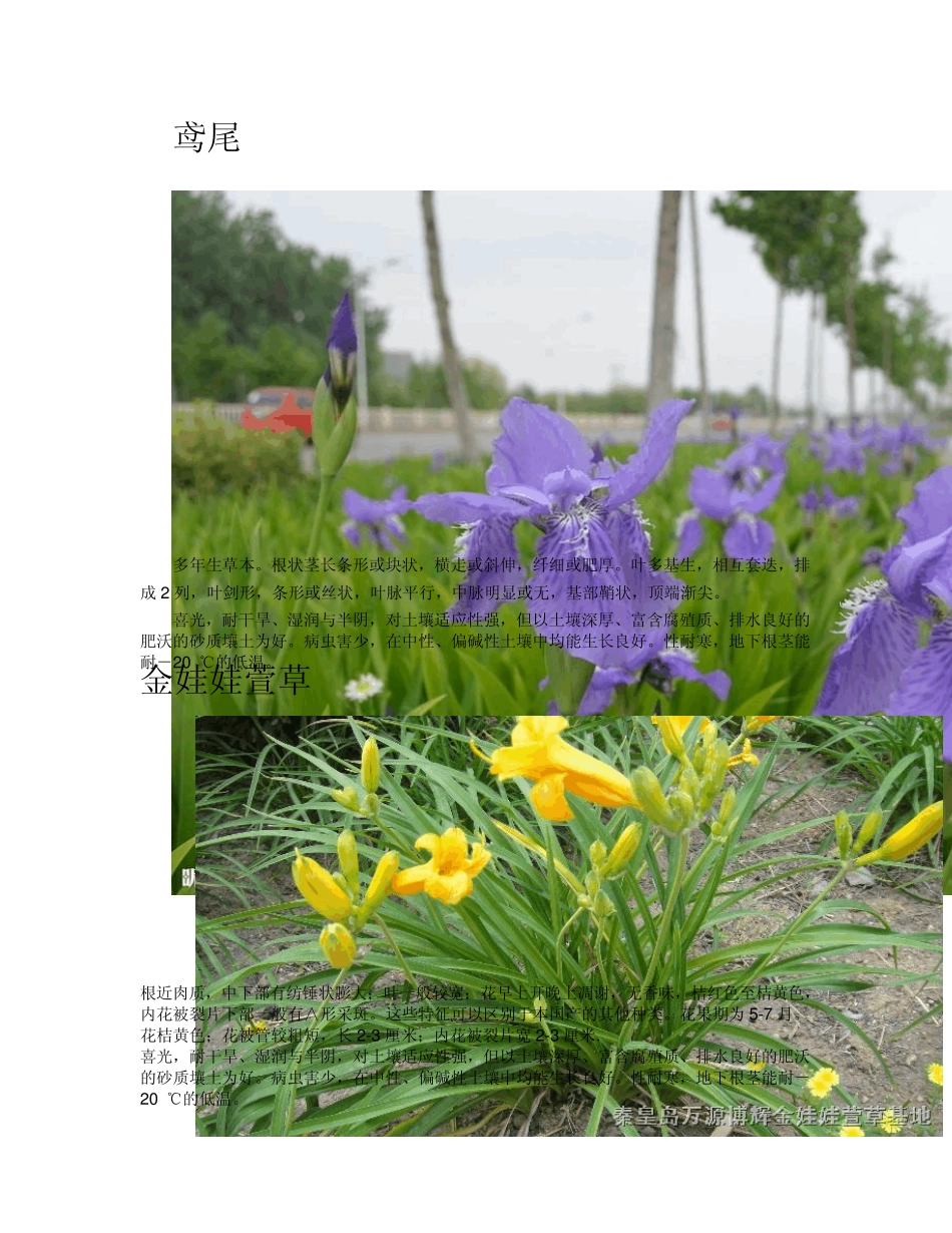 北方常见花卉_第1页