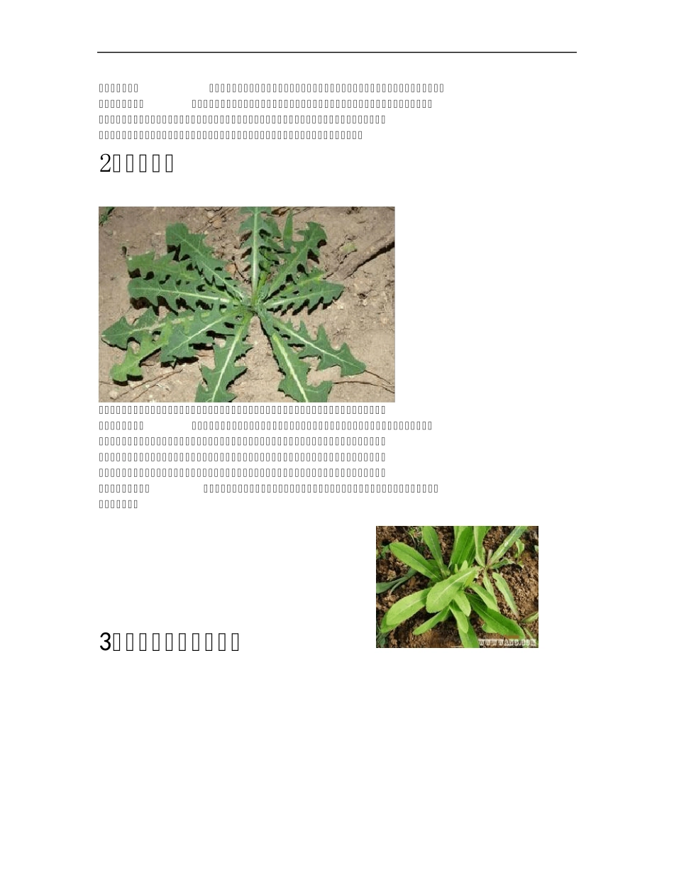 北方常见野菜_第2页