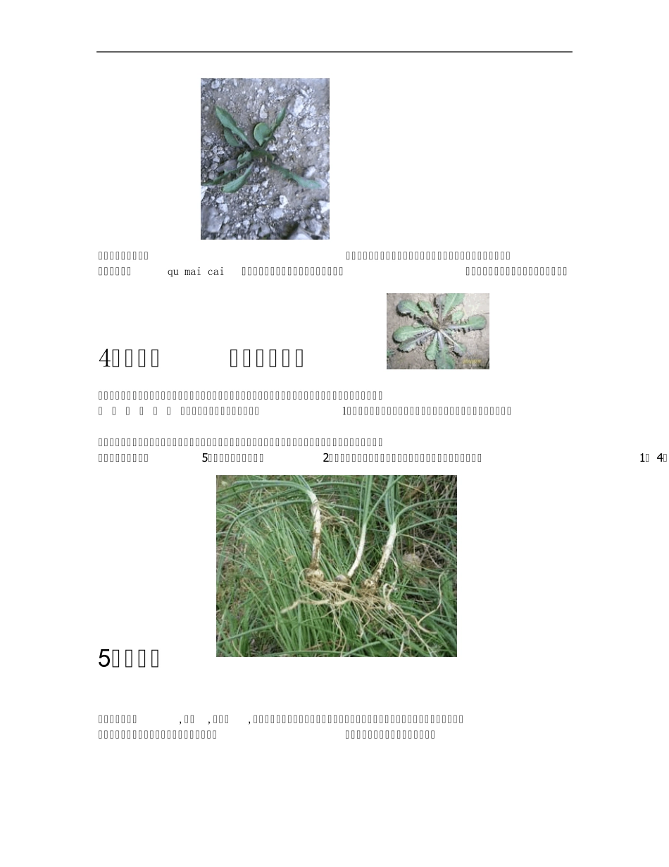 北方常见野菜_第3页