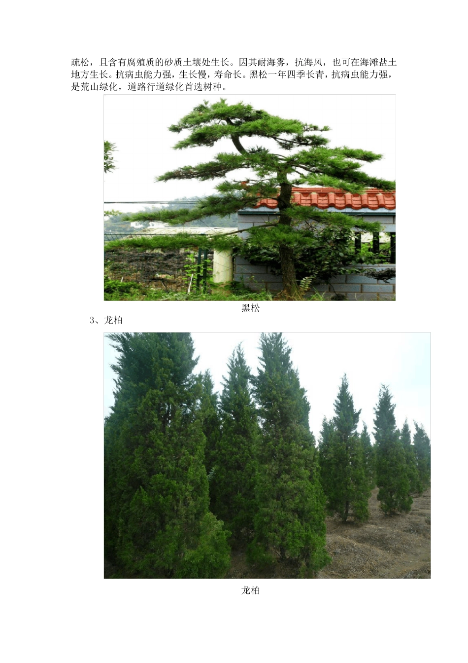 北方常见绿化植物简介(图文)_第2页
