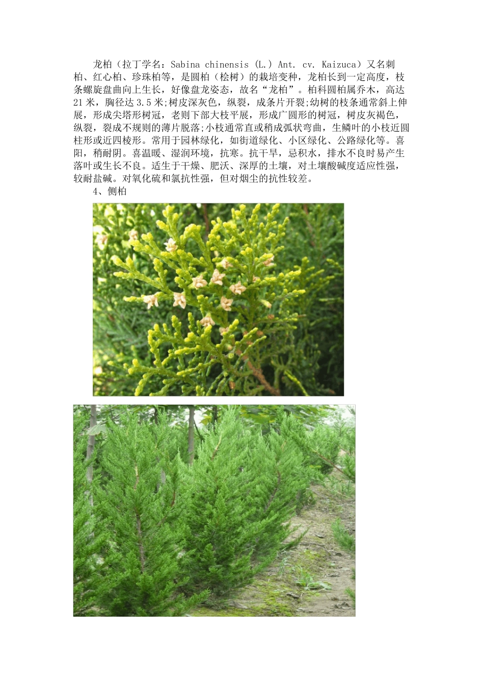 北方常见绿化植物简介(图文)_第3页
