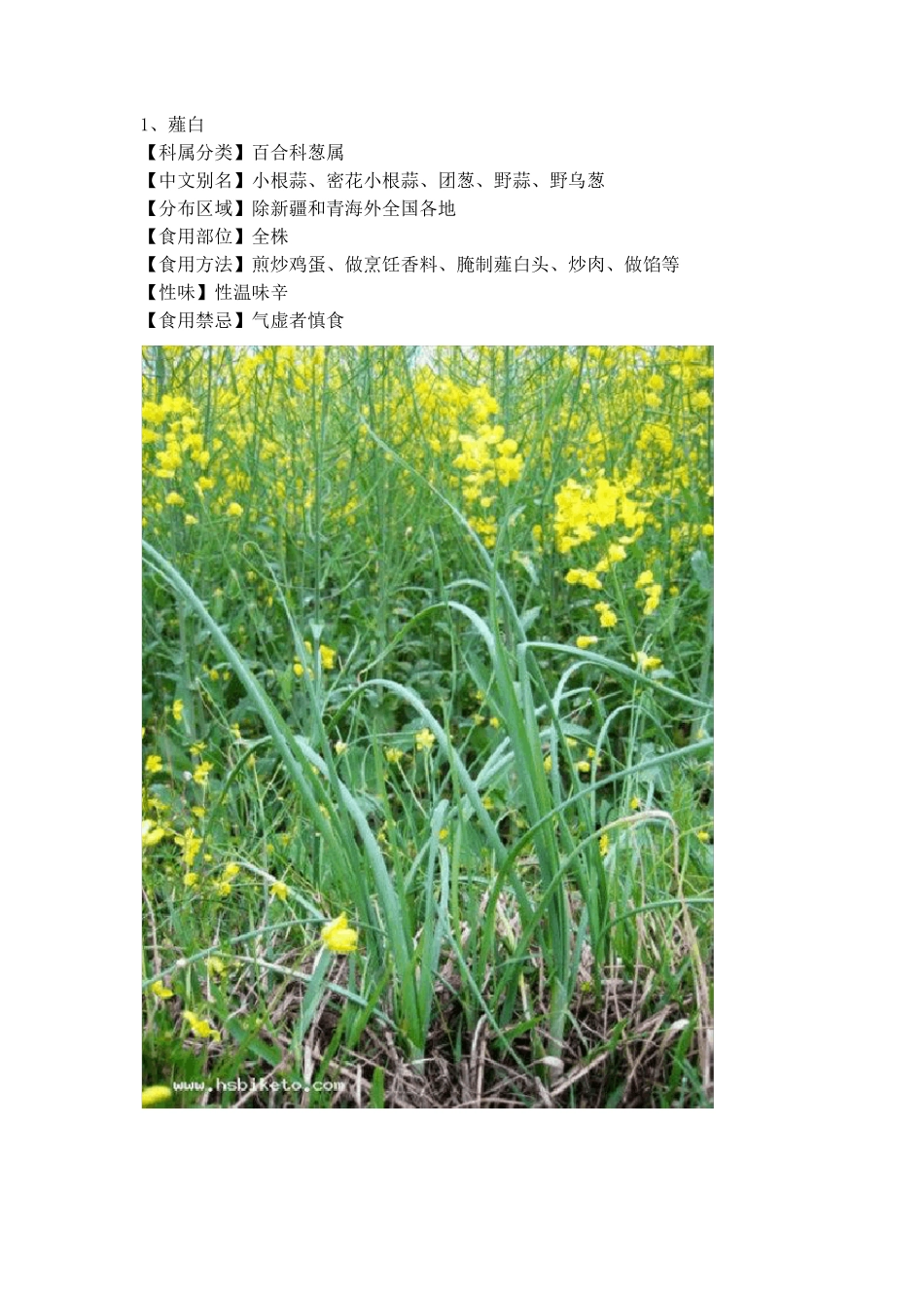 北方常见野菜图集_第1页