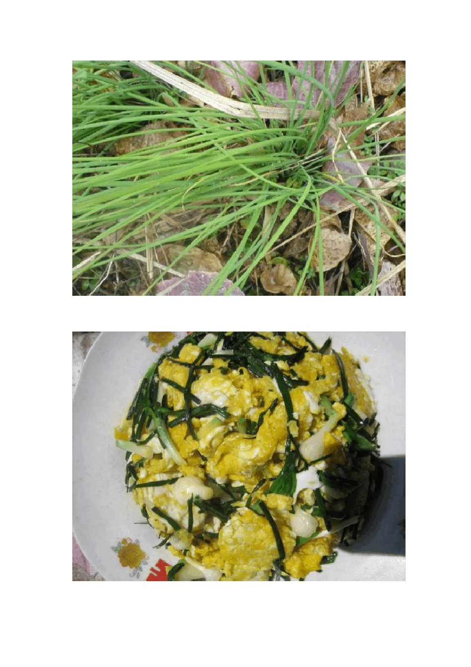 北方常见野菜图集_第2页