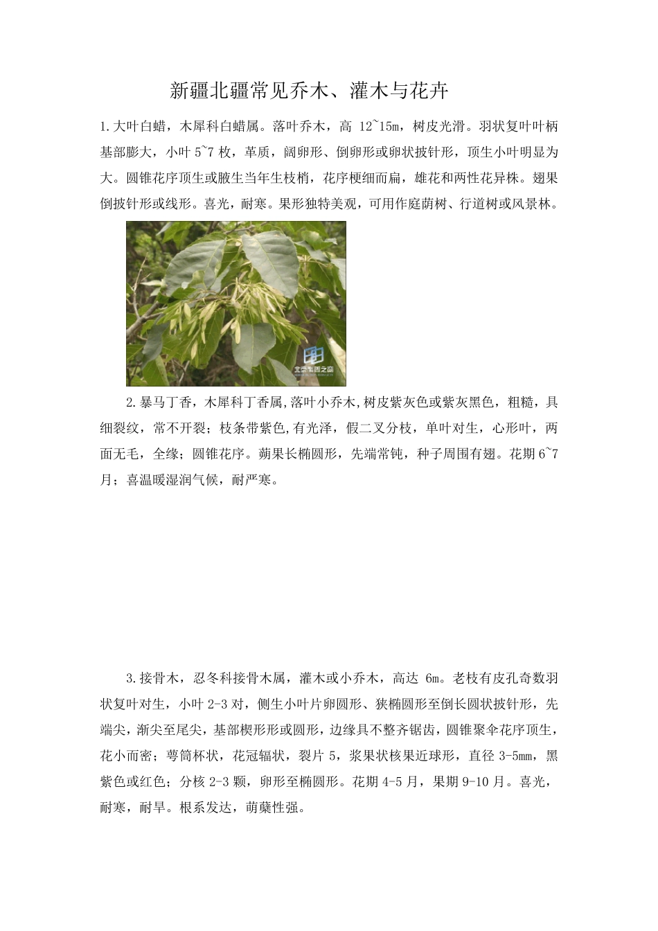 北疆常见的树种灌木和花卉附图片_第2页