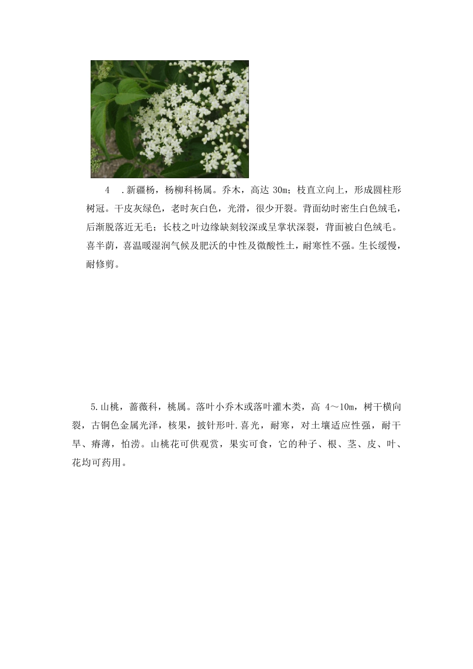 北疆常见的树种灌木和花卉附图片_第3页
