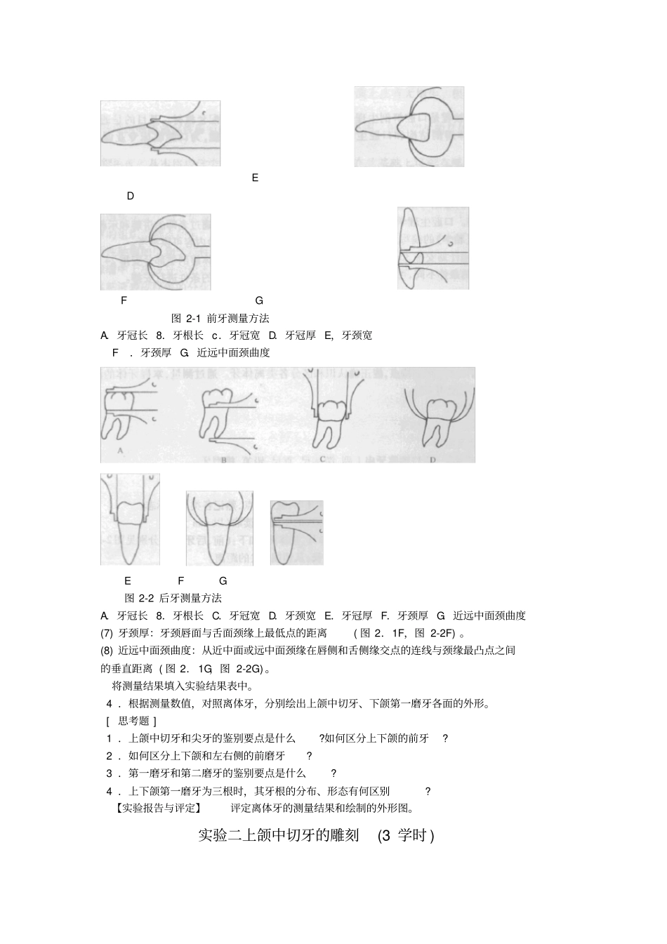 牙体解剖生理学试验教程_第2页