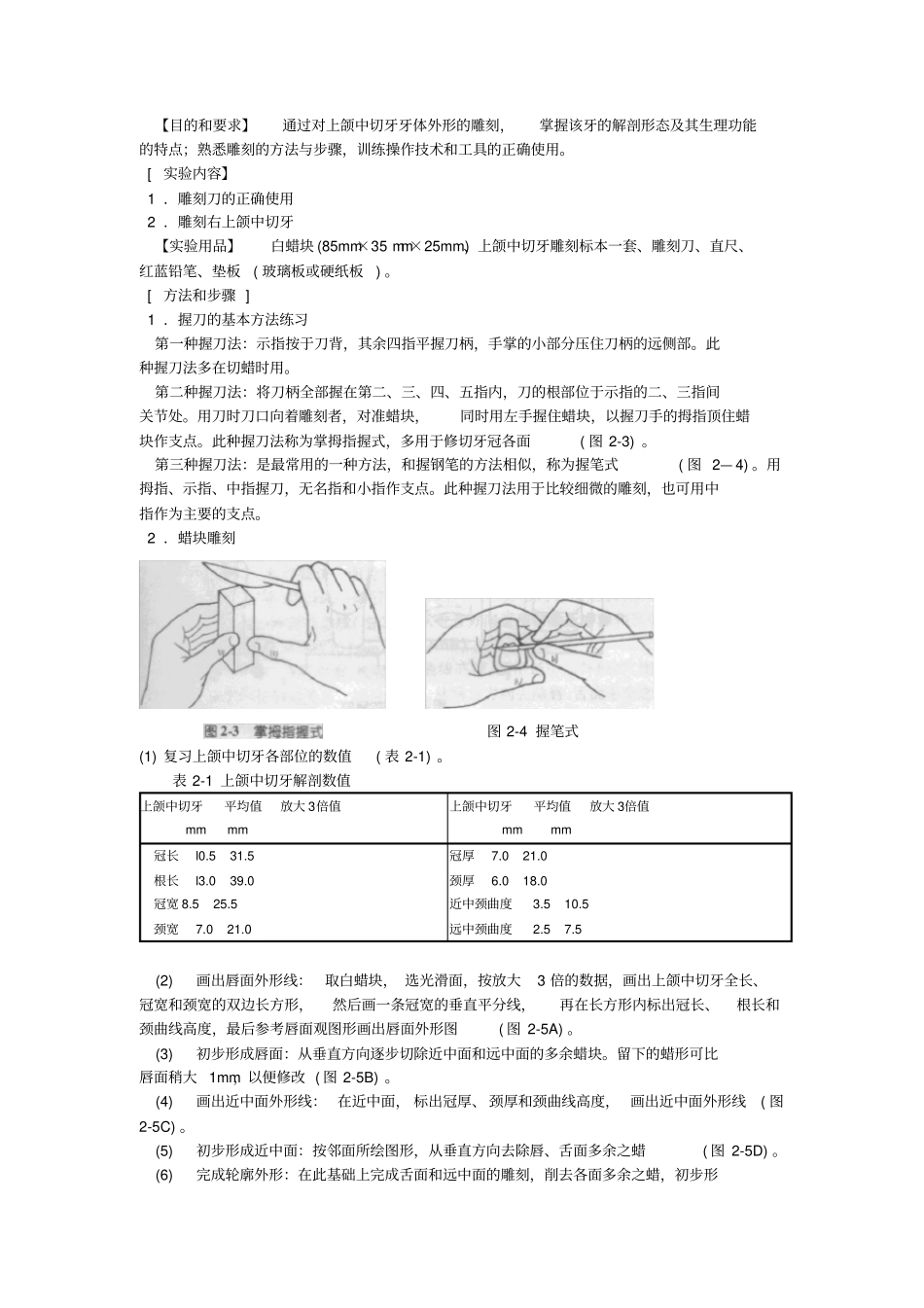 牙体解剖生理学试验教程_第3页