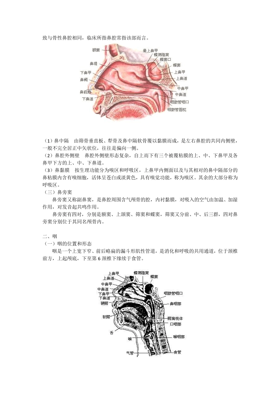 医学笔记：人体解剖学之呼吸系统_第3页