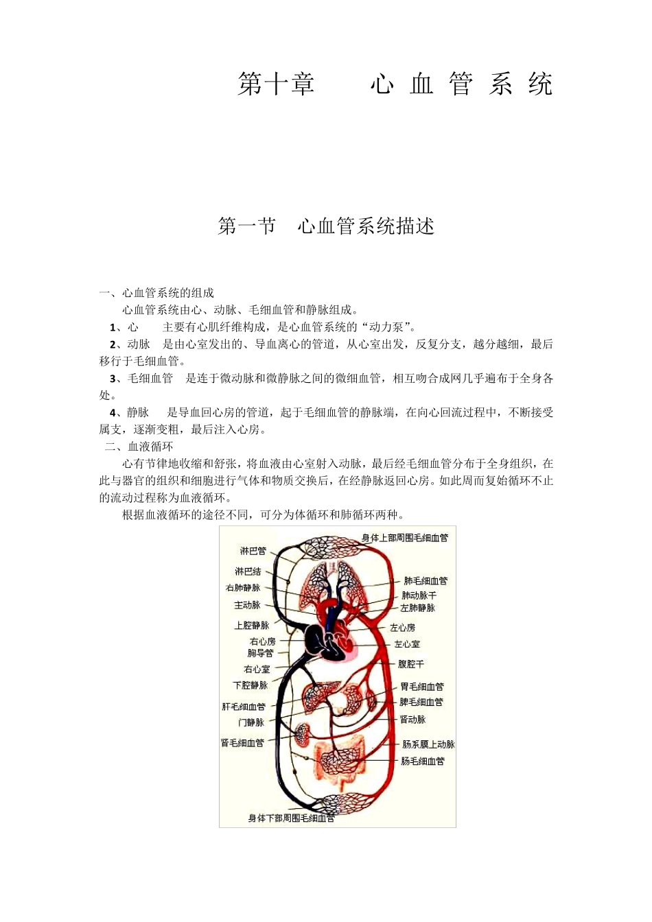 医学笔记：人体解剖学之心血管系统_第2页