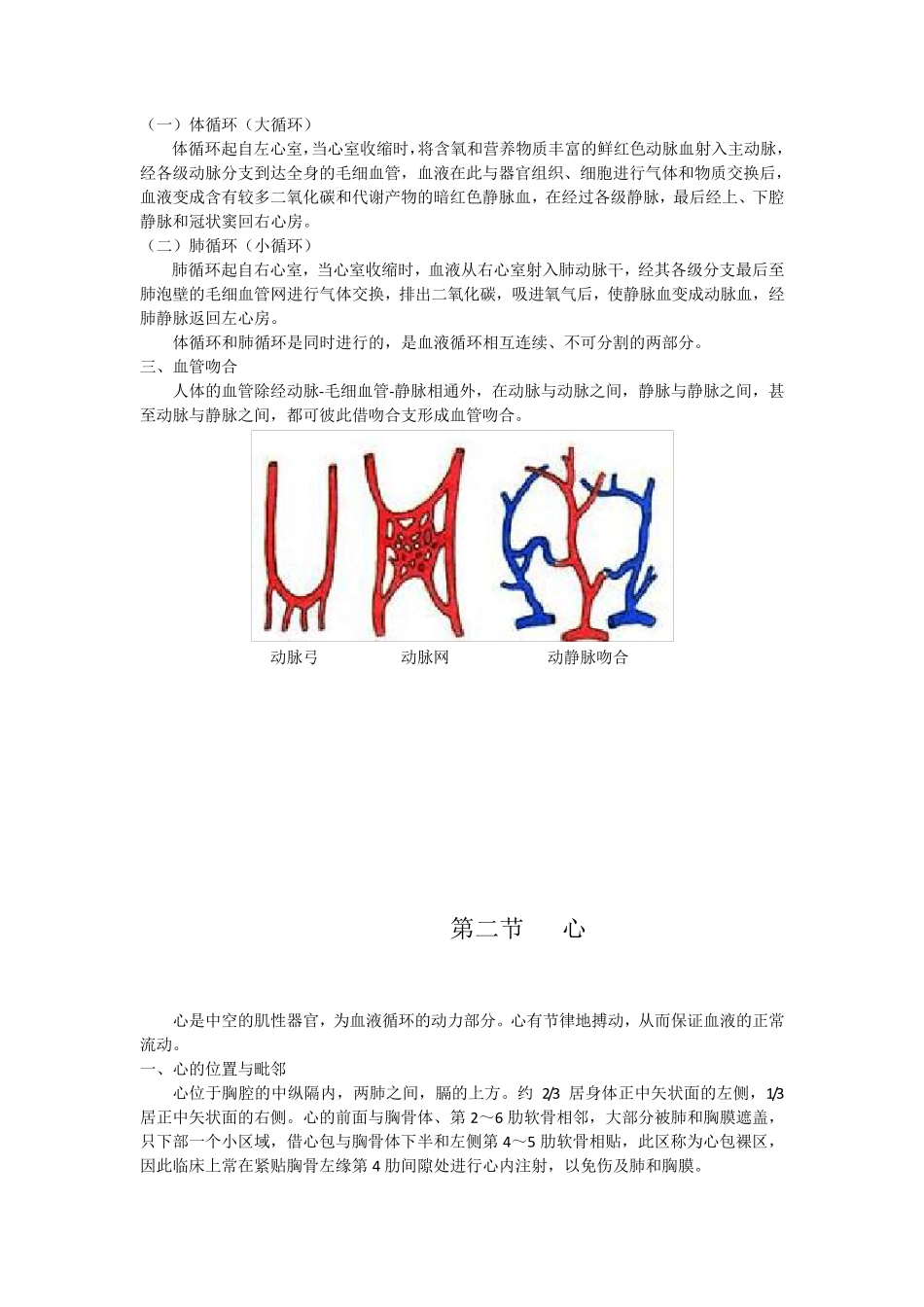 医学笔记：人体解剖学之心血管系统_第3页