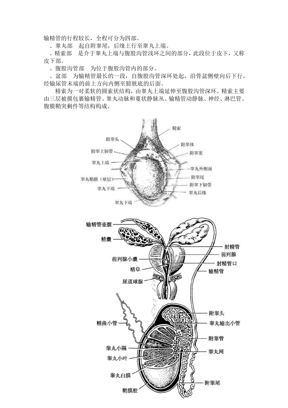 医学笔记：人体解剖学之生殖系统_第3页