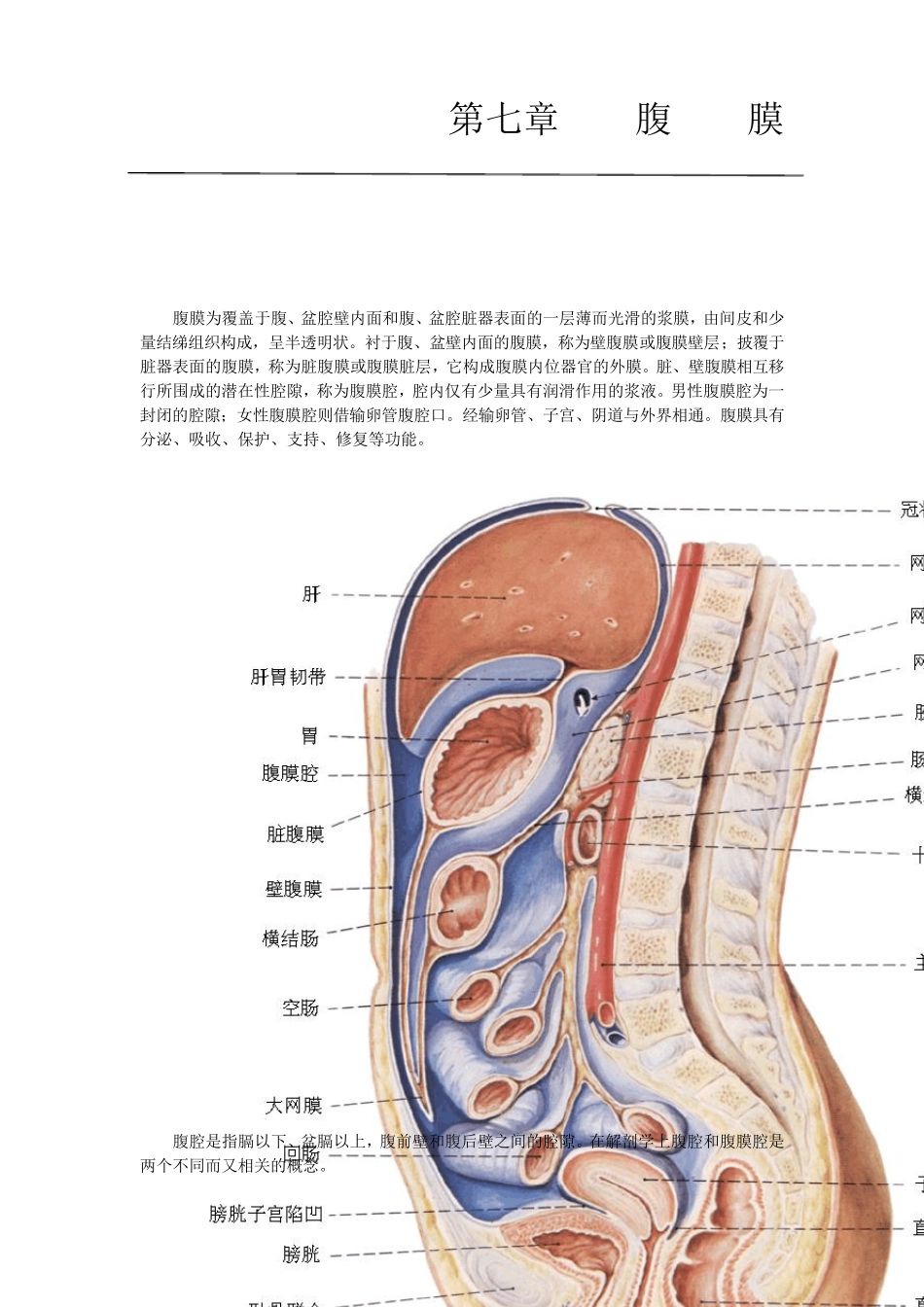 医学笔记：人体解剖学之腹膜_第2页