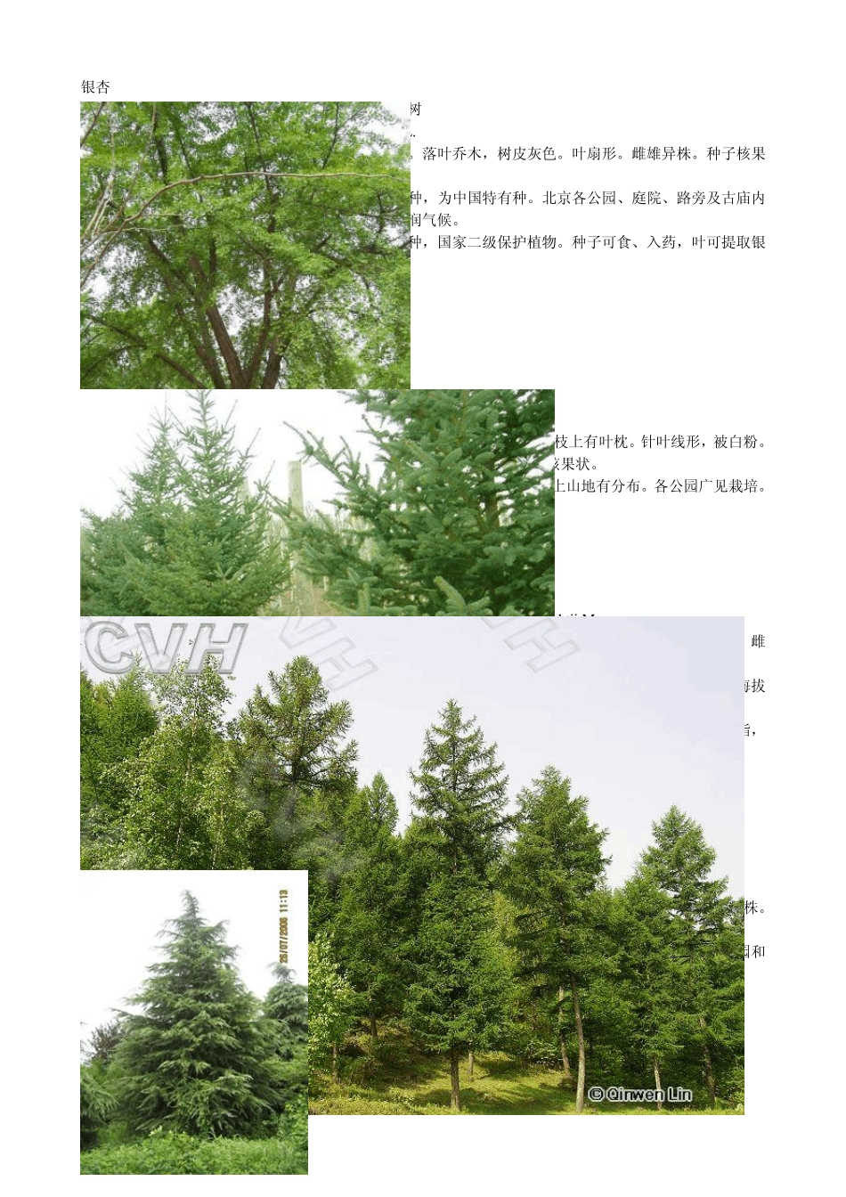 园林常见植物图册_第3页