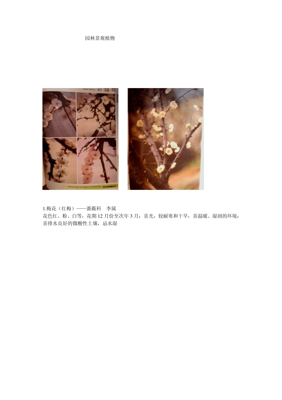 园林景观植物_第1页