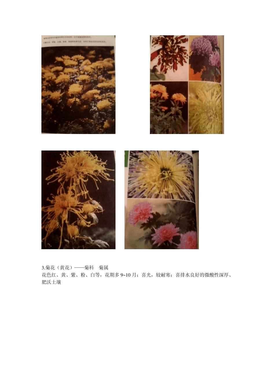 园林景观植物_第3页