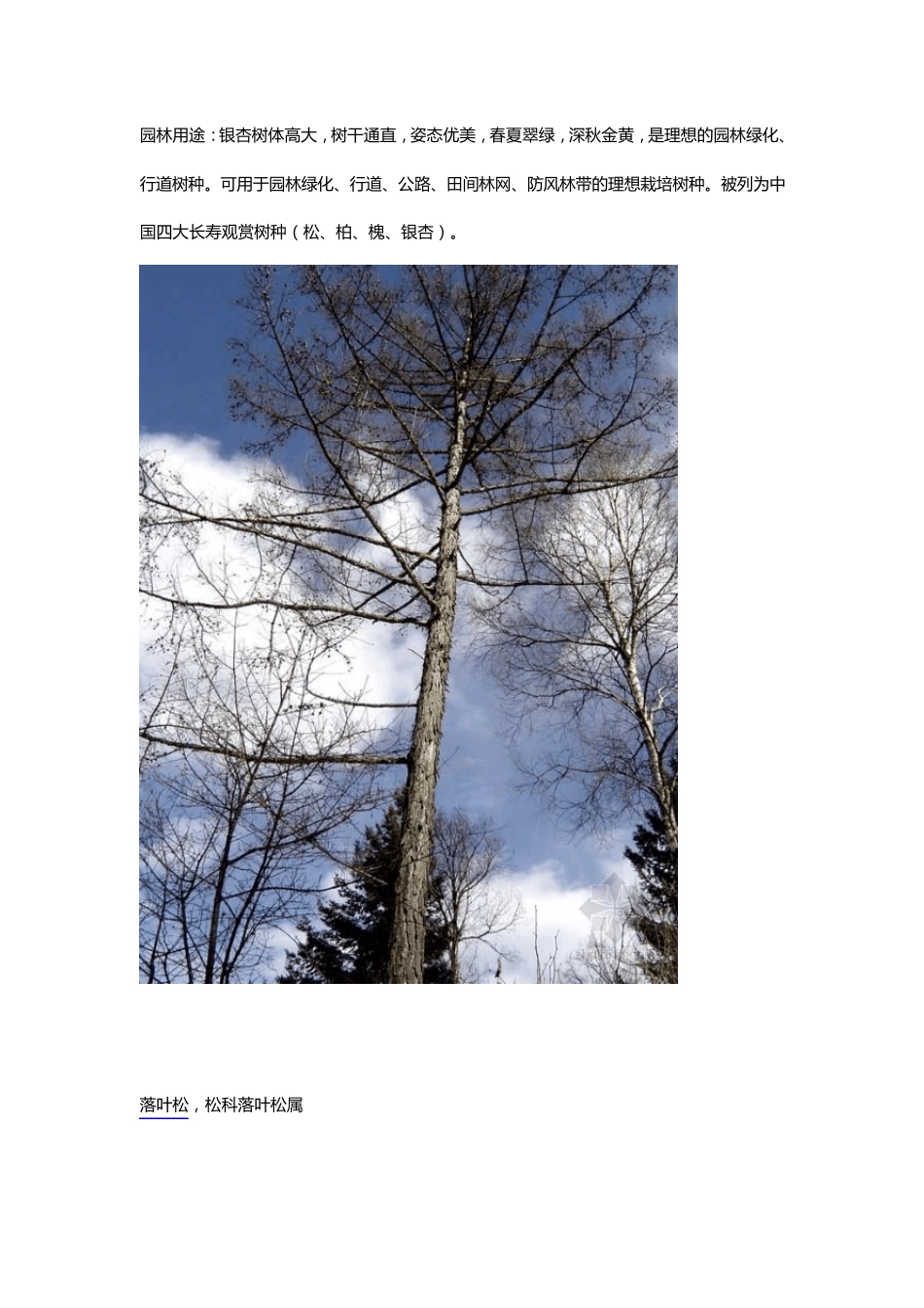 园林景观植物配置意向图落叶乔木50种_第2页