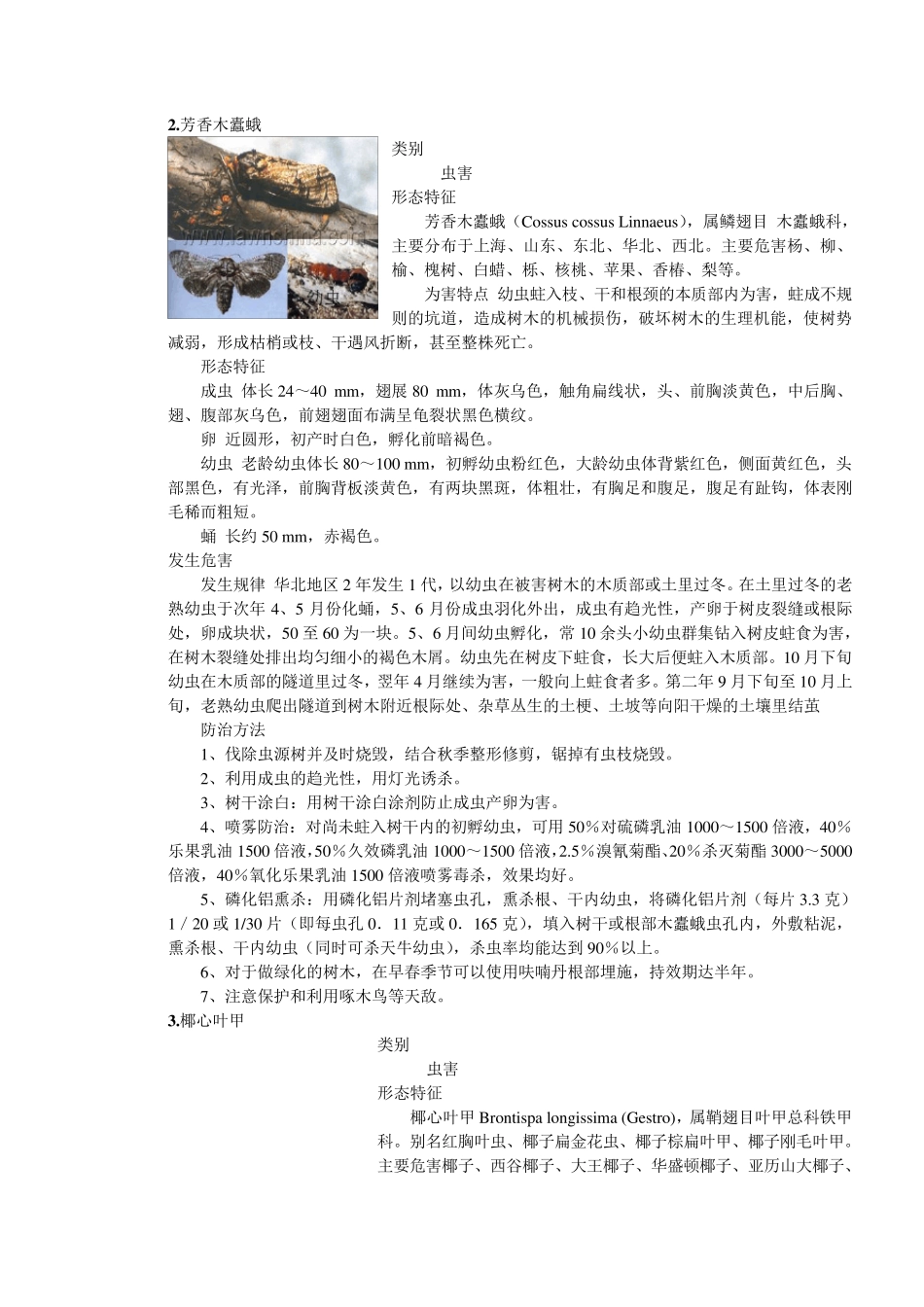 园林绿化虫害图片及防治方法_第2页
