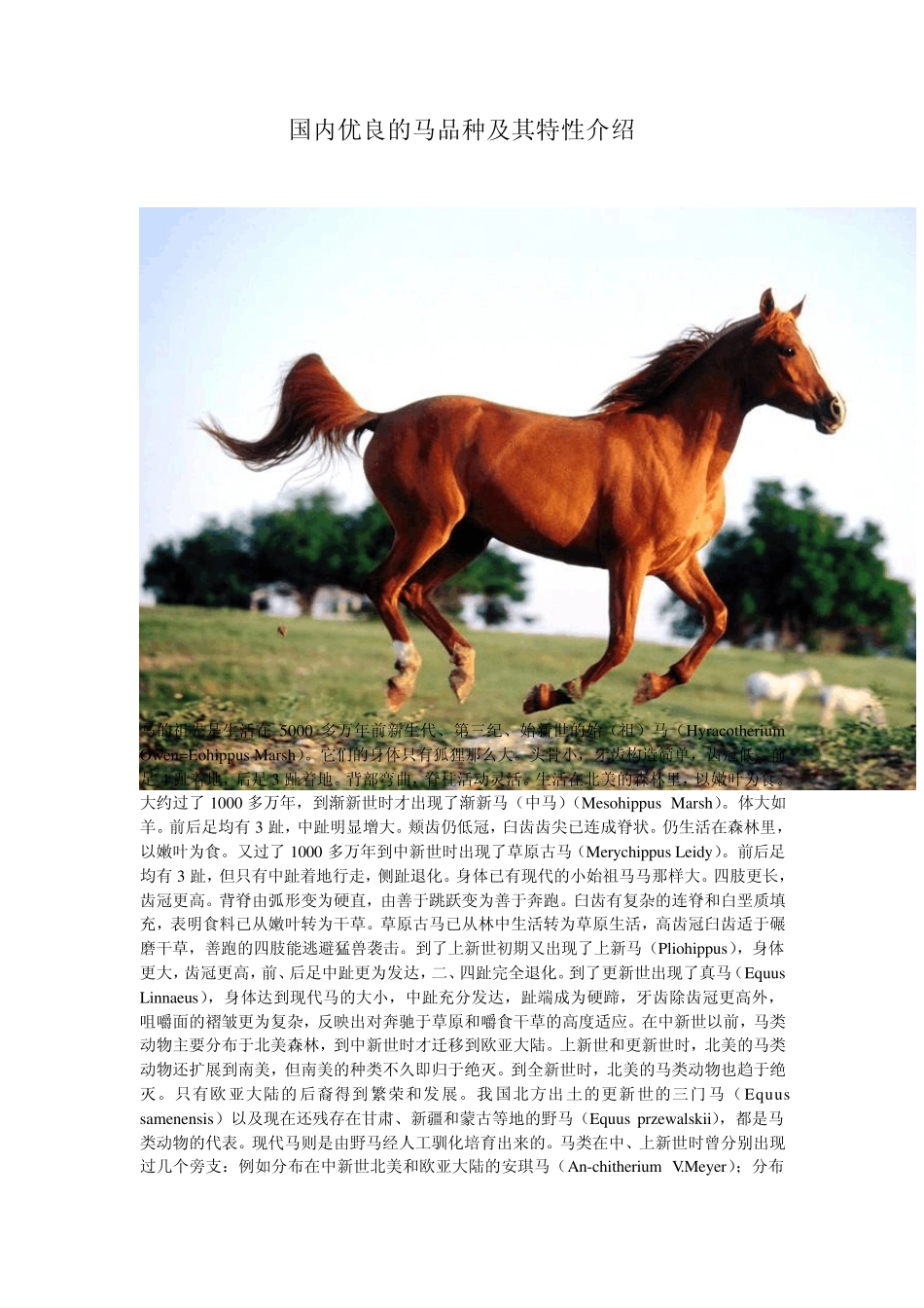 国内优良的马品种及其特性介绍_第1页