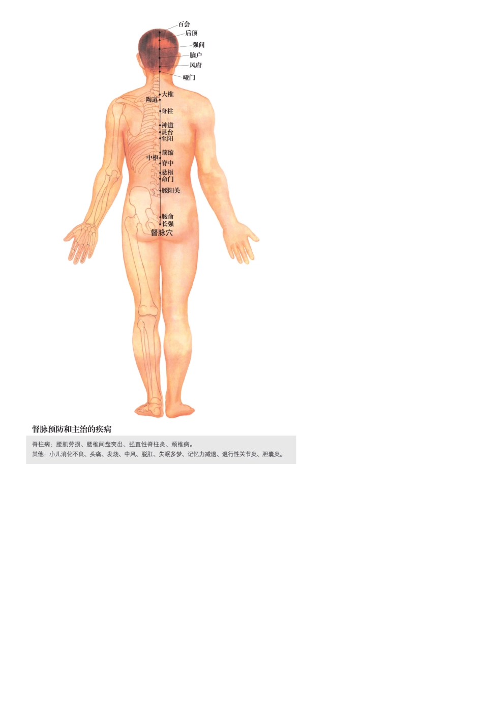 国家级标准针炙穴位挂图_第2页