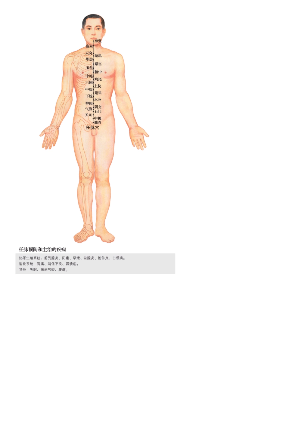 国家级标准针炙穴位挂图_第3页