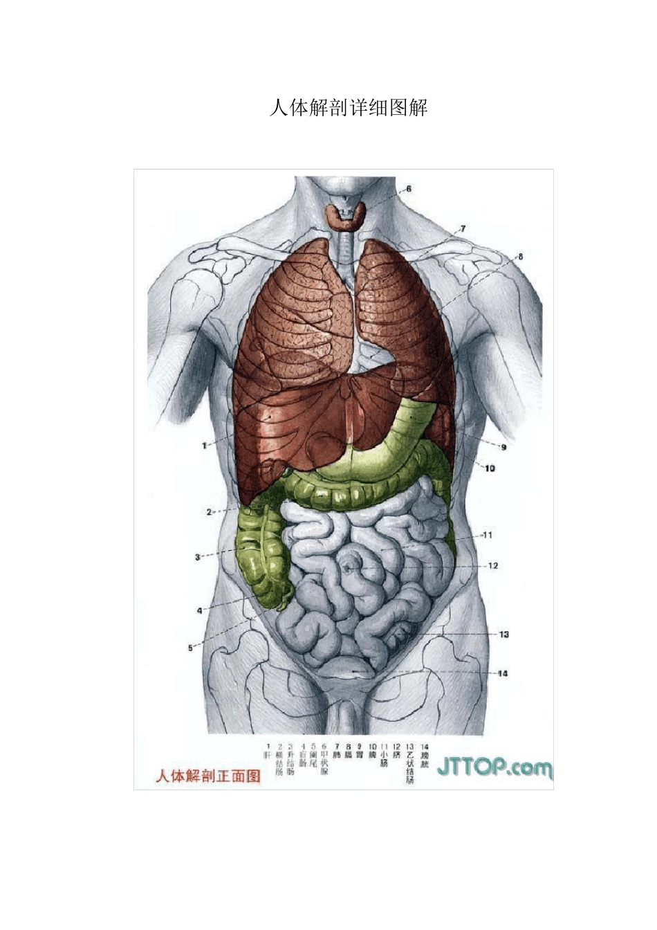 大学医学人体解剖详细解析图_第1页