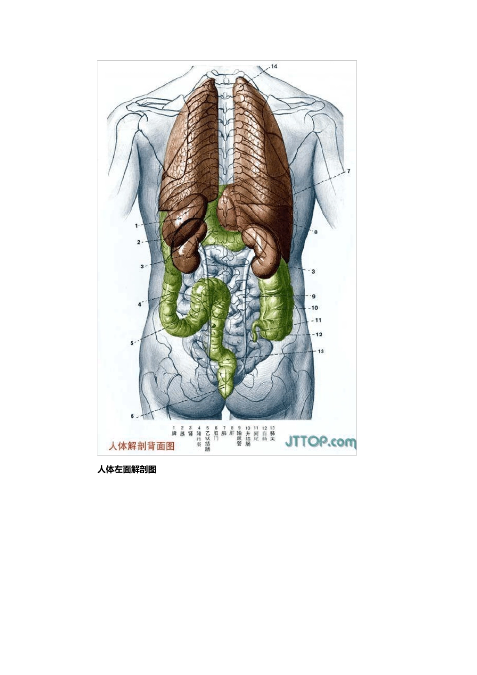 大学医学人体解剖详细解析图_第2页