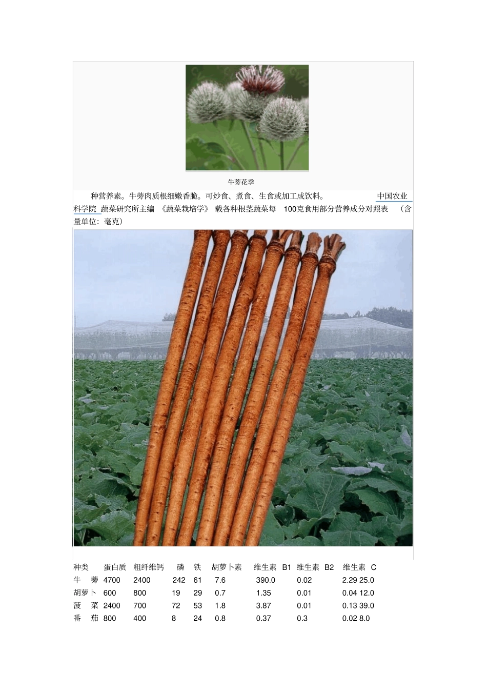 牛蒡的营养及药用价值_第2页