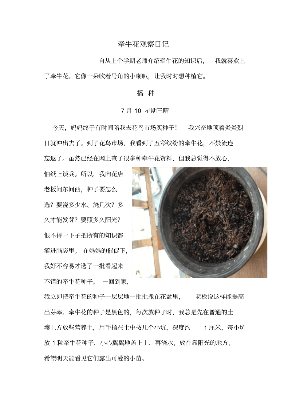 牵牛花观察日记_第1页