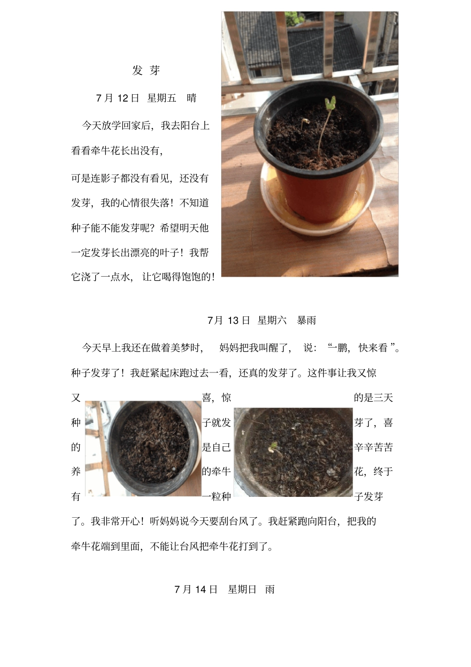 牵牛花观察日记_第2页