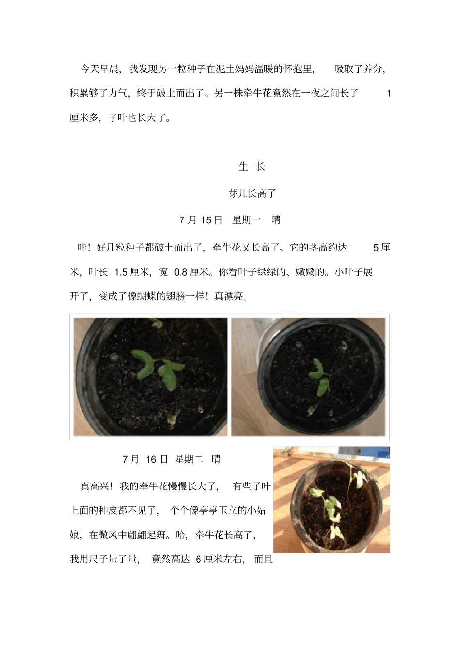 牵牛花观察日记_第3页