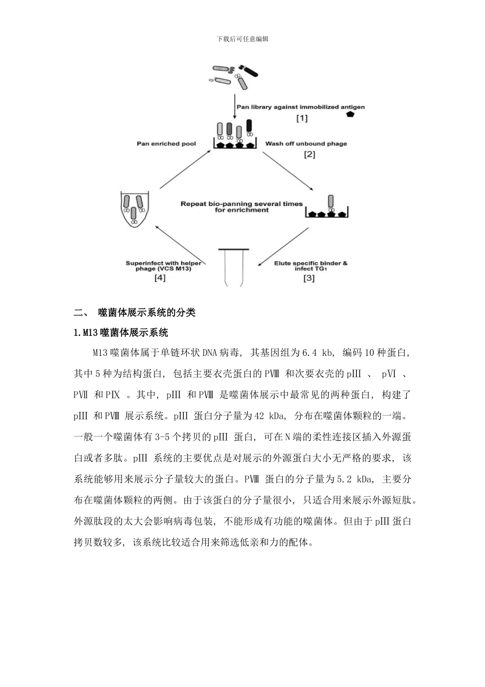 噬菌体展示技术解析样本_第2页