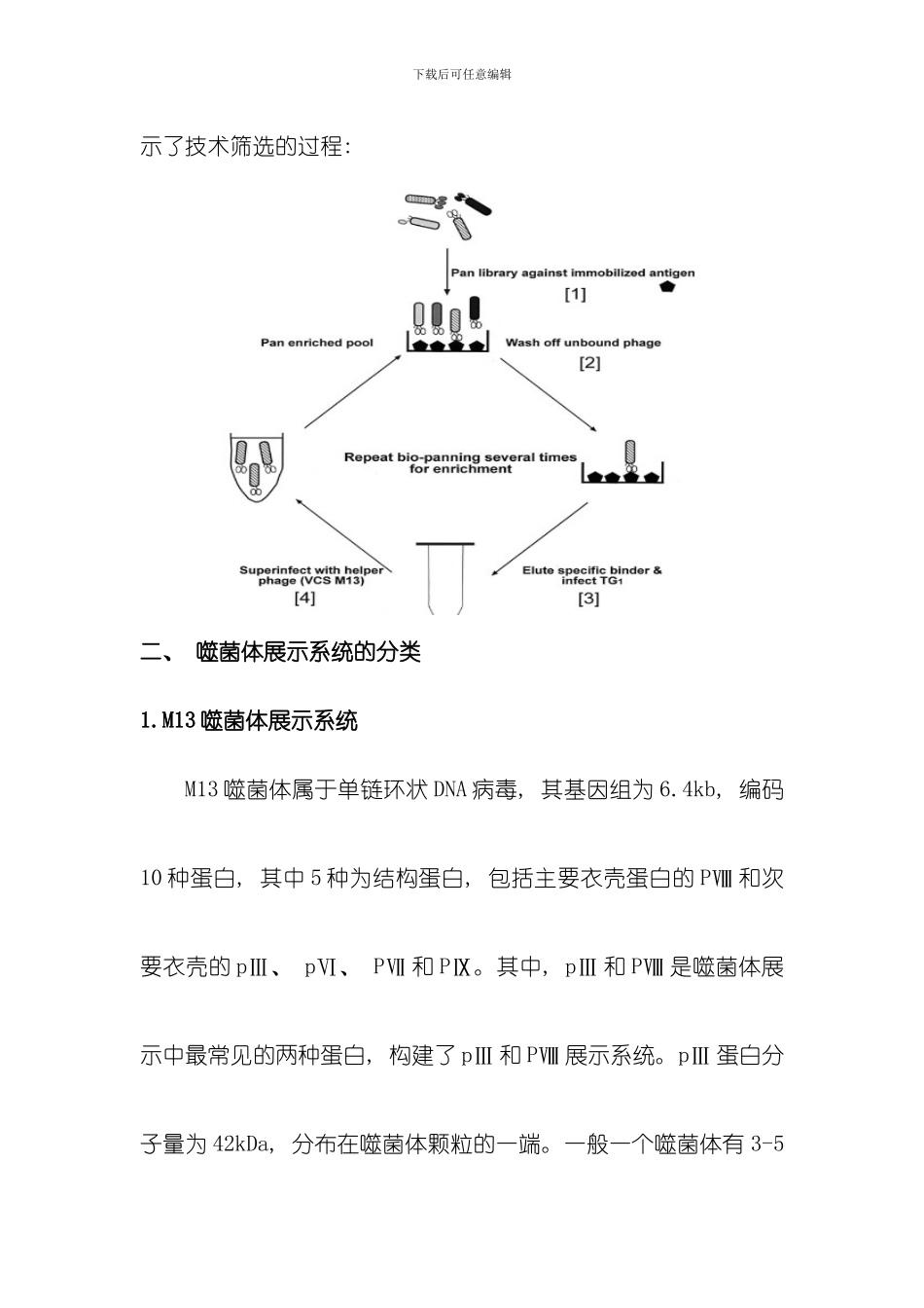 噬菌体展示技术解析模板_第3页