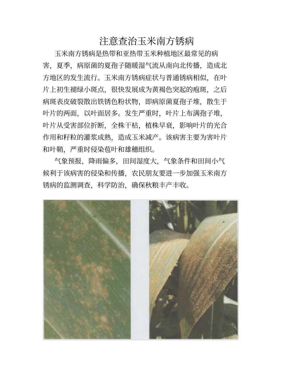 玉米南方锈病图文防治_第1页