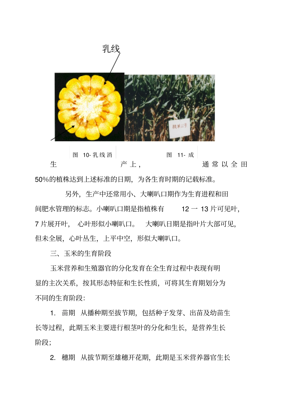 玉米的生长和发育_第2页