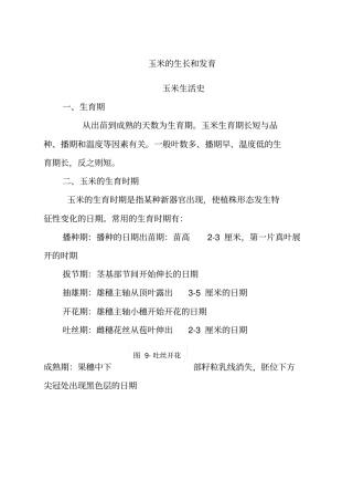 玉米的生长和发育
