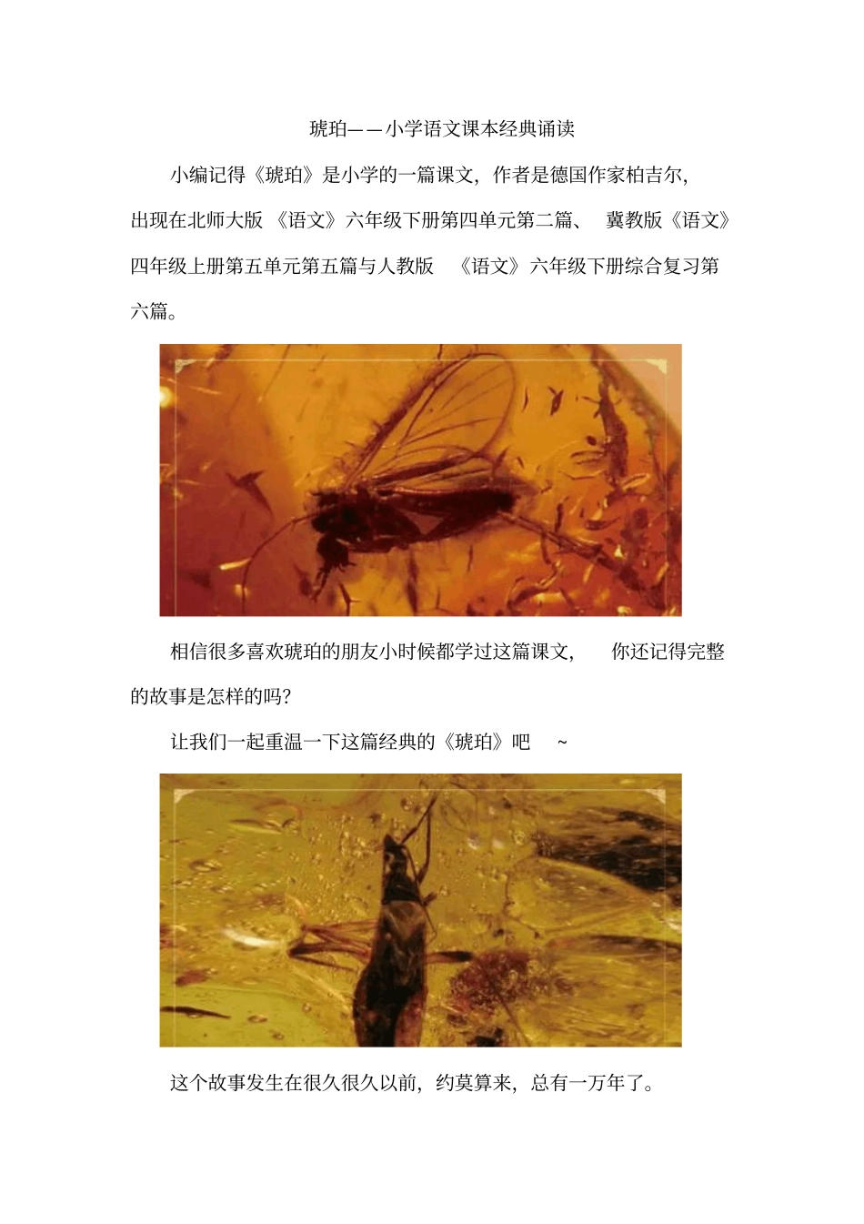 琥珀——小学语文课本经典诵读_第1页