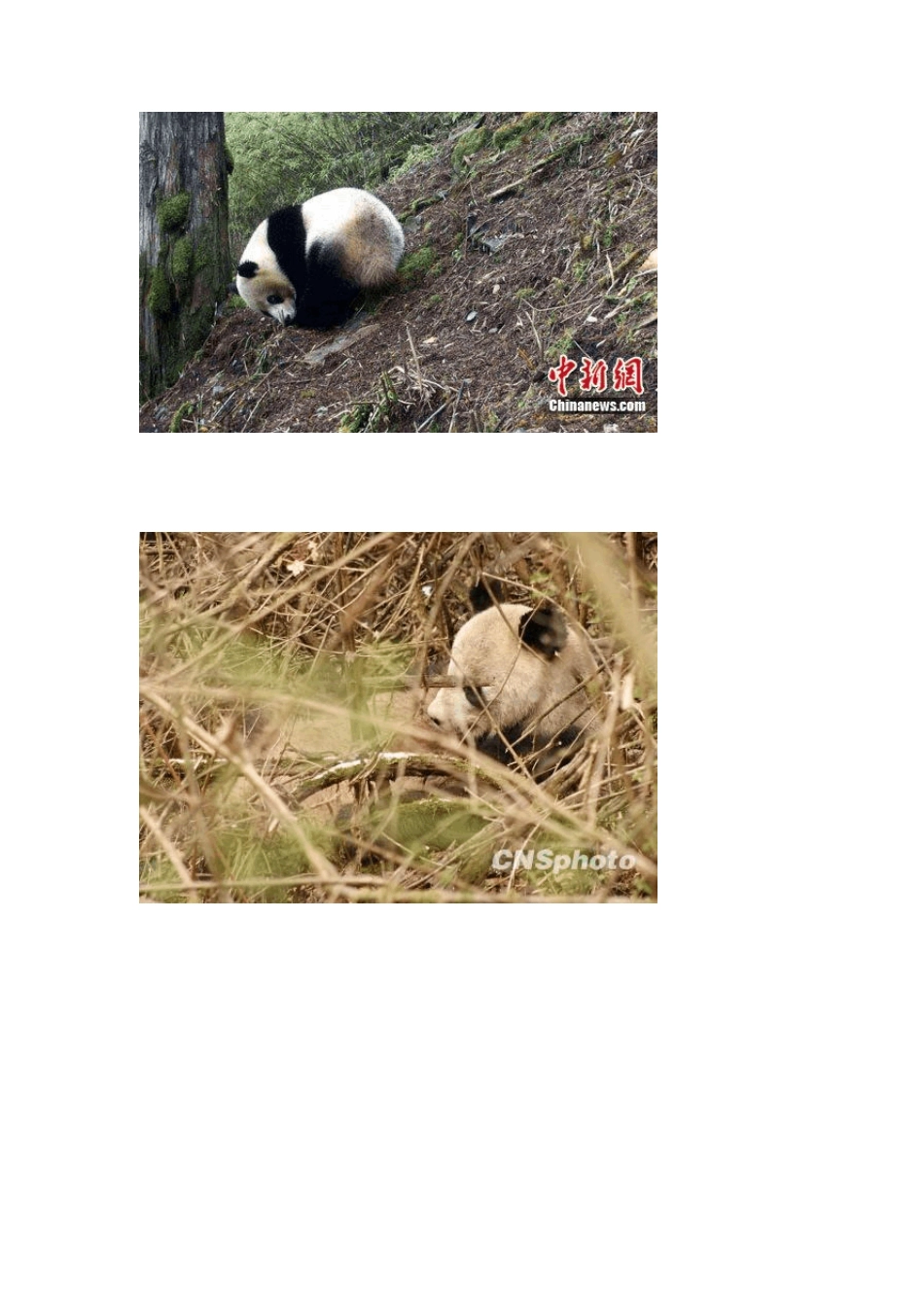 大熊猫的图片_第1页