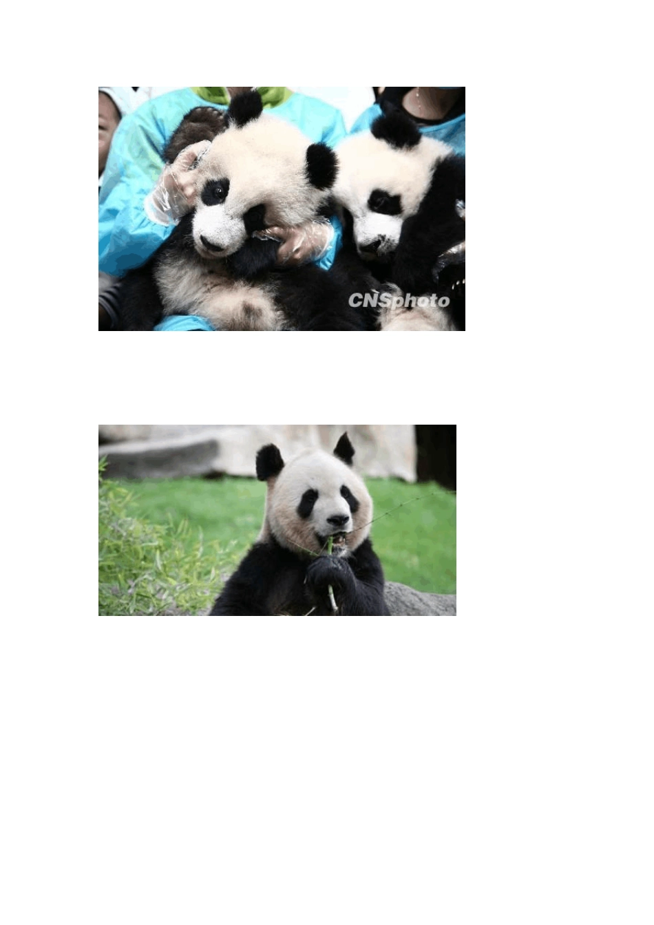 大熊猫的图片_第2页