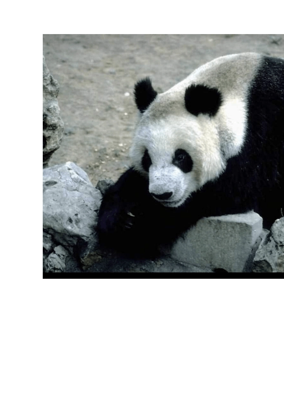 大熊猫的图片_第3页