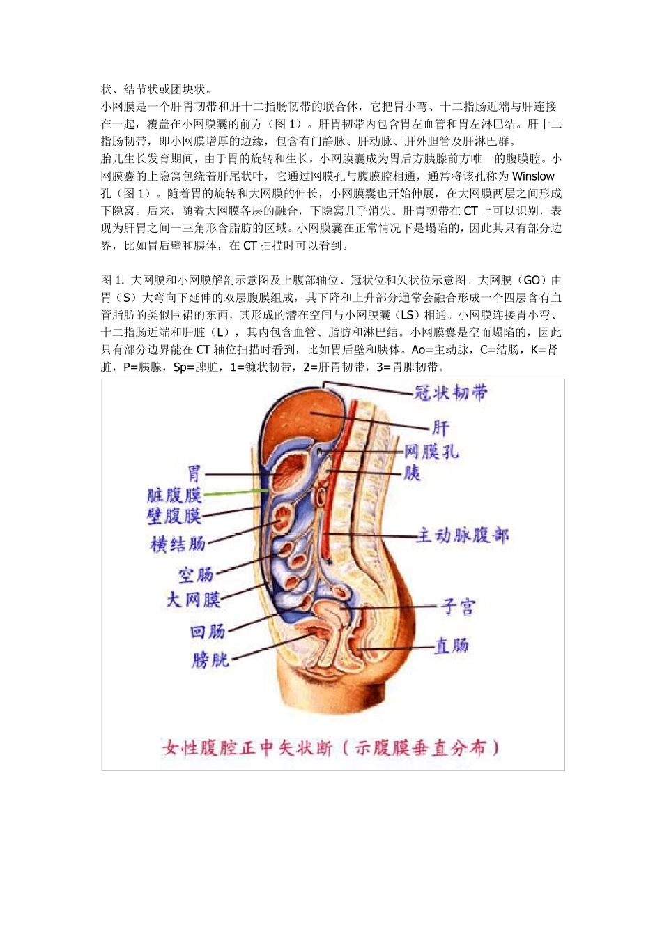 大网膜和小网膜的正常解剖及病变_第2页