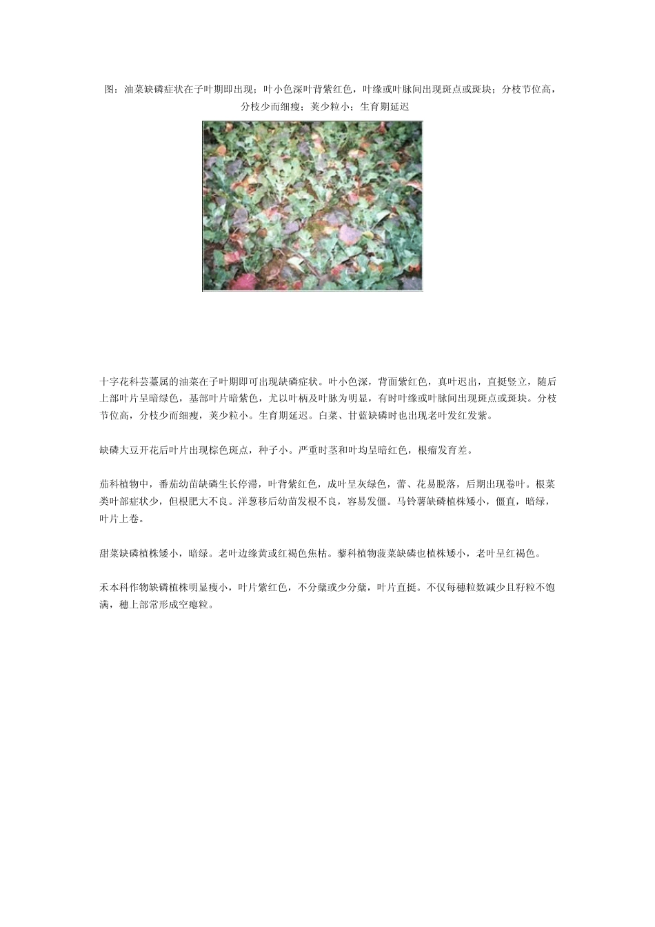 大量元素磷对作物的作用和含磷化肥_第3页